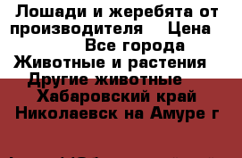 Лошади и жеребята от производителя. › Цена ­ 120 - Все города Животные и растения » Другие животные   . Хабаровский край,Николаевск-на-Амуре г.